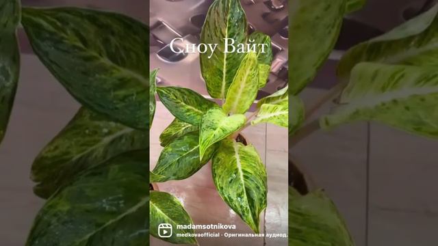 Аглаонема Snow White смотреть онлайн