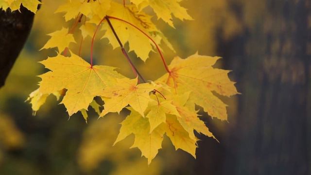 "Autumn Day," by Rainer Maria Rilke смотреть онлайн