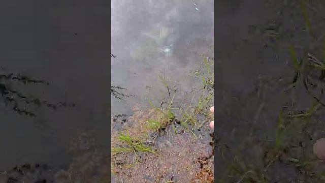 Ловля в Подводном Мире