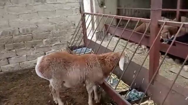 Даюшийдин баласы сатылат ~ +996709878817 смотреть онлайн