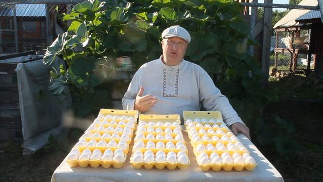 ИНКУБАЦИОННОЕ ЯЙЦО ОТ ЛУЧШИХ В РОССИИ ЛЕГГОРНОВ. смотреть онлайн