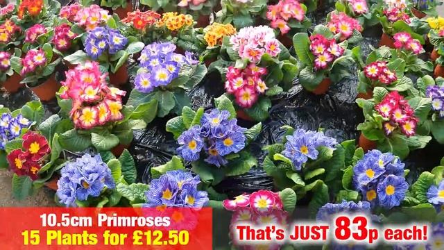 Primroses & Polyanthus - 15 for £12.50 at Plants Galore смотреть онлайн