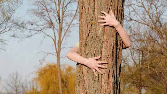 The Tree Hugger Song смотреть онлайн