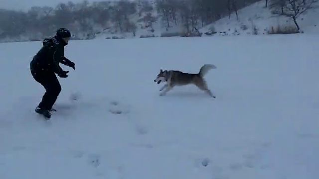 Прогулка с Хаски Никой в метель ч 1( Walk with Husky Nika in a snowstorm 1 h) смотреть онлайн