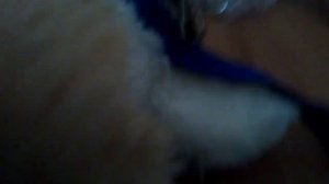 Как правильно одеть шлейку на кота?