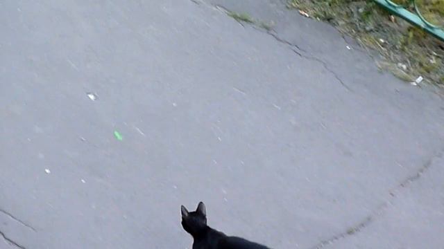 Кошка ловит лазер. смотреть онлайн