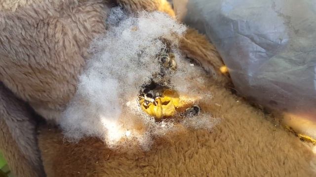 Пчелы поселились в мягкой игрушки смотреть онлайн
