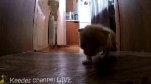 ЖИЗНЬ СПАСЕННОГО КОТЕНОЧКА - РЫЖИКА