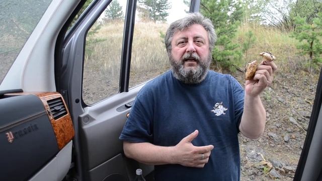 Забайкальские грибочки!!! смотреть онлайн