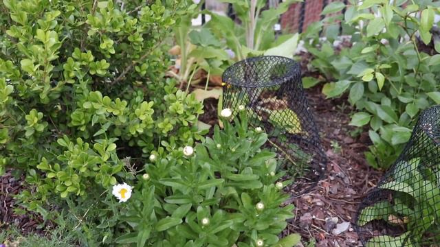 Cottage Garden Tour Early June