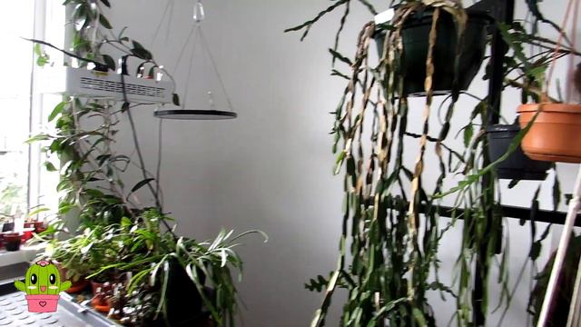 Moving my Cacti & Succulents inside for Winter Part 1 - Euphorbias & Dragon Fruit Cacti #cactus смотреть онлайн