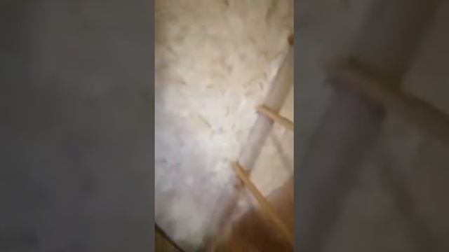 Курятник своими руками (почти закончен) смотреть онлайн
