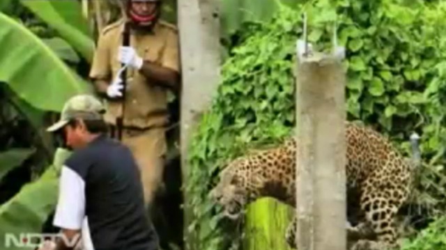 Леопард ранил шестерых человек в Индии смотреть онлайн
