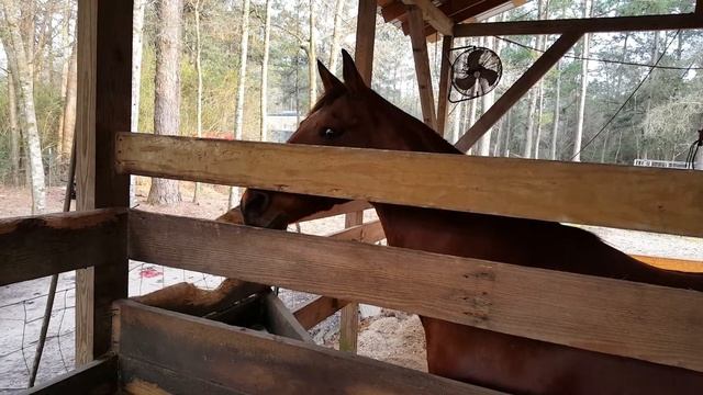 Horse rings dinner bell смотреть онлайн