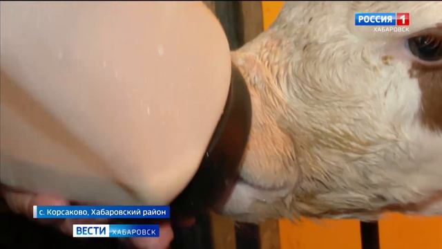 «Москвич постарался!»: тройню родила корова в Хабаровском крае смотреть онлайн
