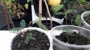 Мимоза или акация серебристая, выращивание из семян.