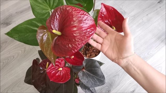 Антуриум Delicata смотреть онлайн