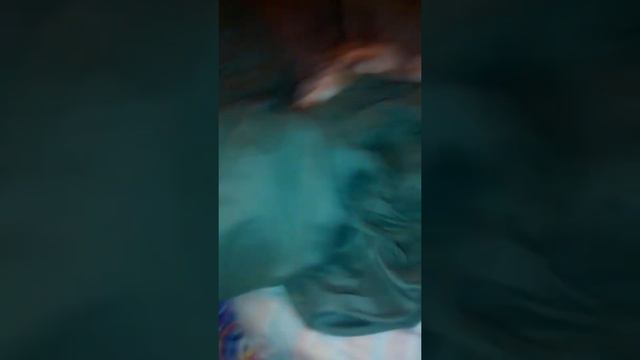 Peanut With Rabies, My Crazy Chihuahua смотреть онлайн