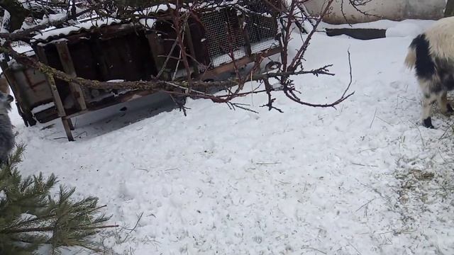 Как люди ценят козье молоко, на рынке смотреть онлайн