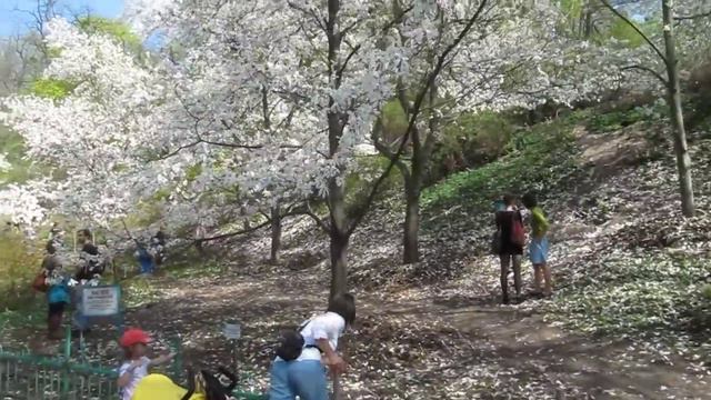 Цветение магнолий в Киеве смотреть онлайн