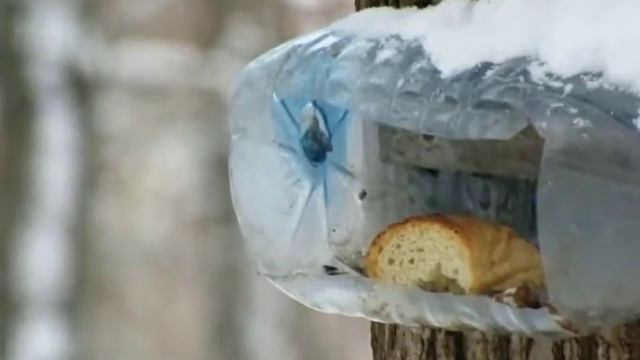 В парке как в сказке: птицы, белки, снег идёт и барабанит дятел. смотреть онлайн