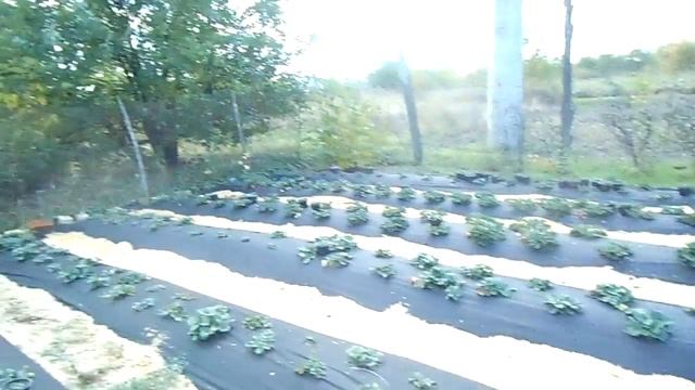 КЛУБНИКА ИСКЬЯ И ФЛАМЕНКО НА АГРОВОЛОКНЕ. смотреть онлайн