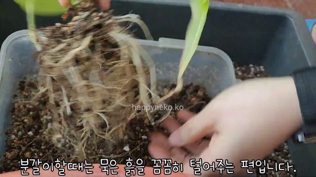 #50 봄맞이 프라이덱 분갈이🌱Alocasia frydek смотреть онлайн
