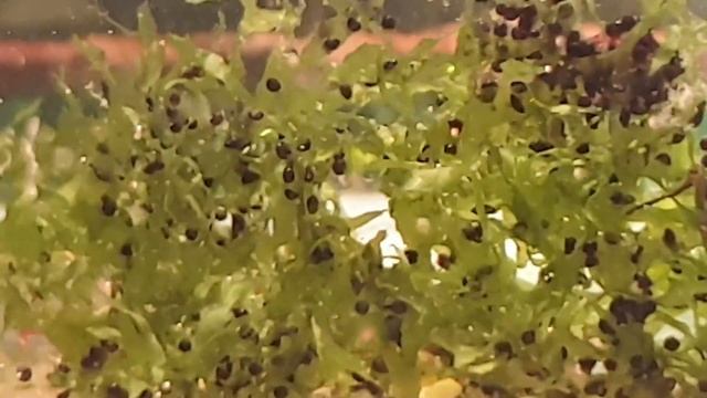 печёночный мох цветет смотреть онлайн