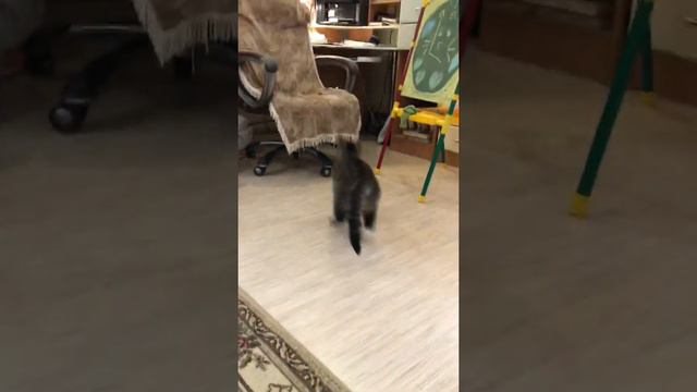 Кошка Серафима выполняет команды смотреть онлайн