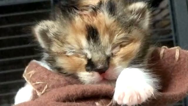 Девушка нашла на улице худого котенка, а через месяц её ждал сюрприз! смотреть онлайн
