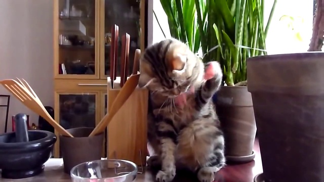 Угарные коты ( Funny Cat )