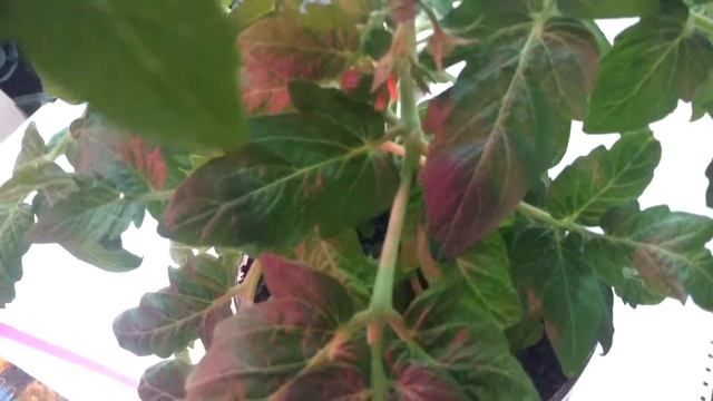 Томат Флорида Петит под фитолампами 2020г. смотреть онлайн