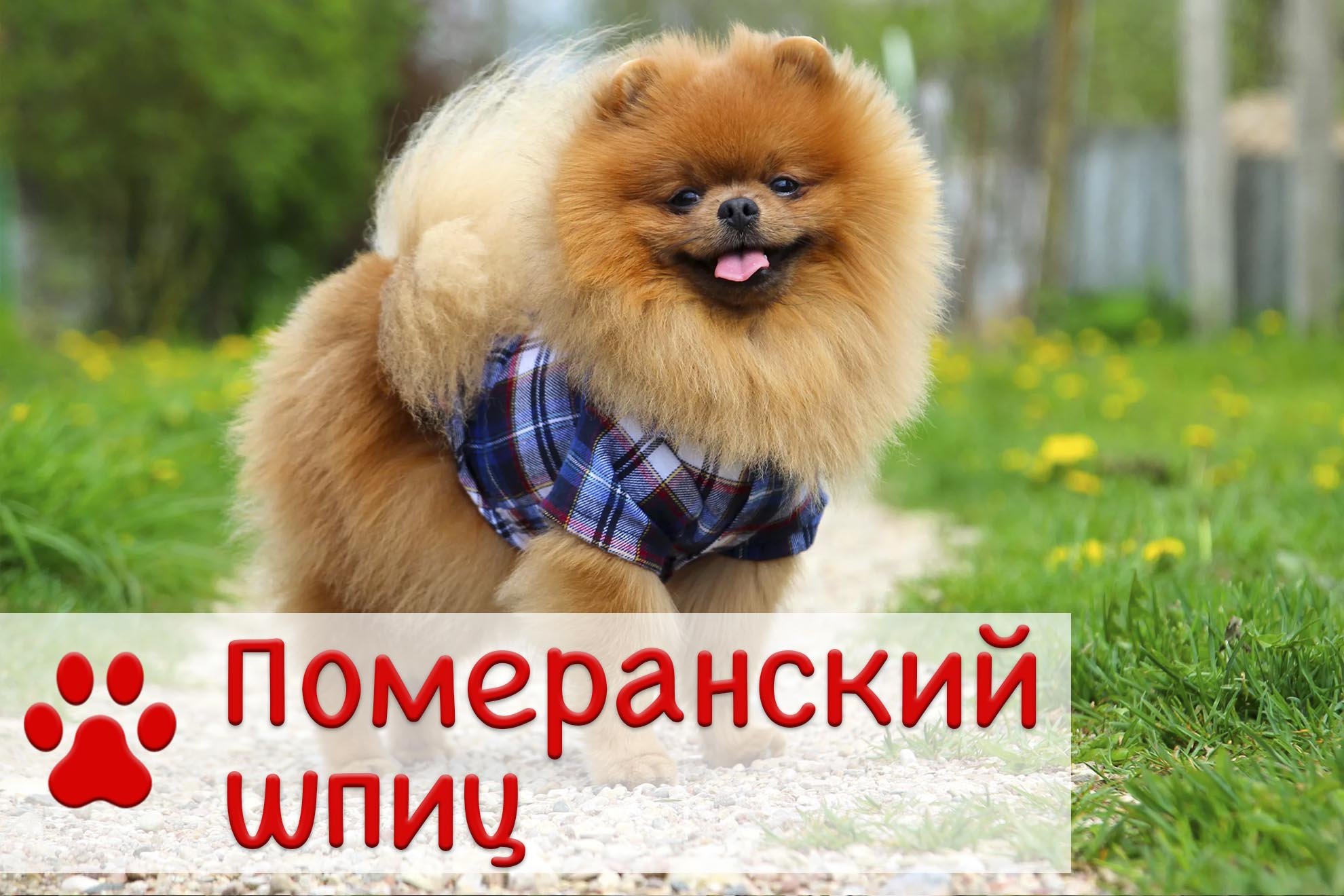 Померанский шпиц | Характер, история, уход смотреть онлайн