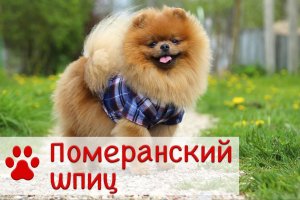 Померанский шпиц | Характер, история, уход