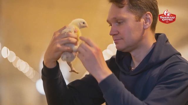 Фермерский проект "Павловская курочка" смотреть онлайн