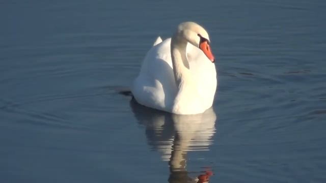 Лебединое озеро на даче!!! смотреть онлайн