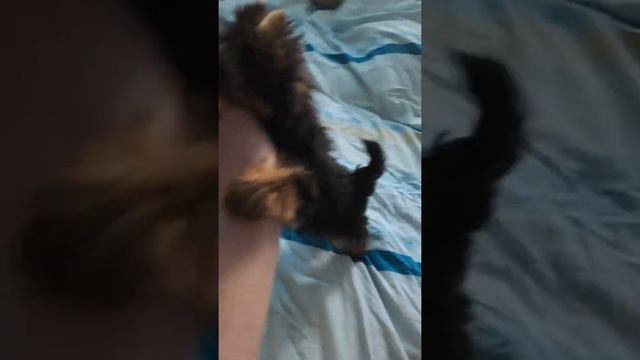 Злой, маленький йорк смотреть онлайн