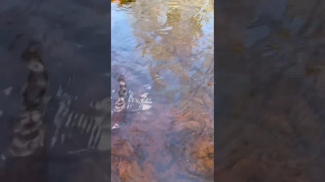 ЛОВУШКА В РУЧЬЕ?КАК ПОЙМАТЬ РЫБУ БЕЗ УДОЧКИ ? смотреть онлайн