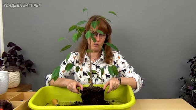 Выращиваем высокий фикус Бенджамина (ч.1).