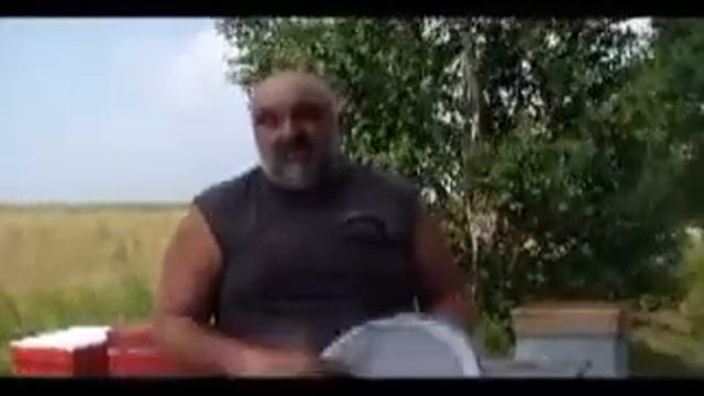 Хлорелла в пчеловодстве как действует хлорелла на пчёл смотреть онлайн