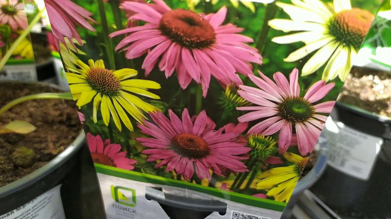 ОБИ. Кустарники и многолетние растения. смотреть онлайн