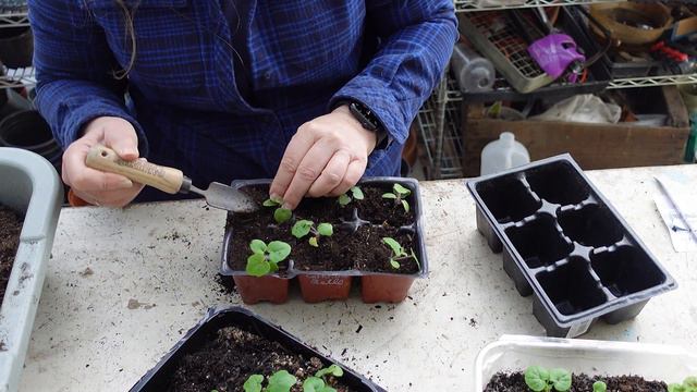 The # 1 MISTAKE gardeners make and potting up Ivy Geraniums смотреть онлайн