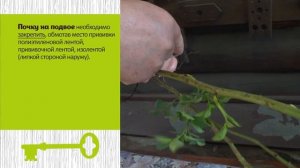 Как привить розу на шиповник