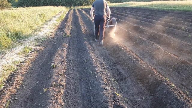 Самодельные ЕЖИ для мотоблока из дисков сошника сеялки! Обработка картофеля Ежами, Сезон 2023 смотреть онлайн