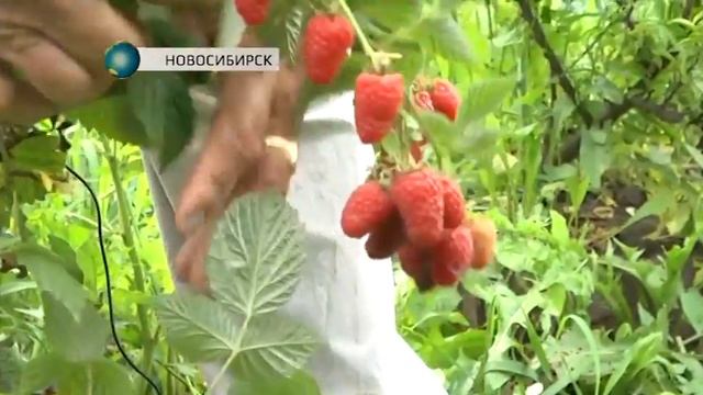 Гигантскую малину вырастил сибиряк смотреть онлайн