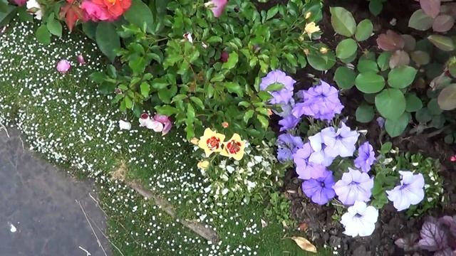 Пик цветения роз.30 июня Royal Parks,Emilien Guillot, Cin смотреть онлайн