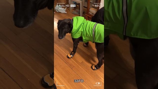 Одежда и обувь для собак в США/ У Багиры обновки/ Со скидкой 20-30$ смотреть онлайн