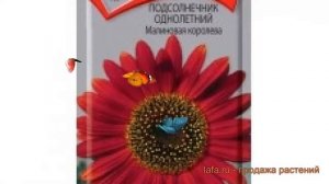 Подсолнечник однолетний Однолетний Малиновая королева ? обзор: как сажать, семена подсолнечника