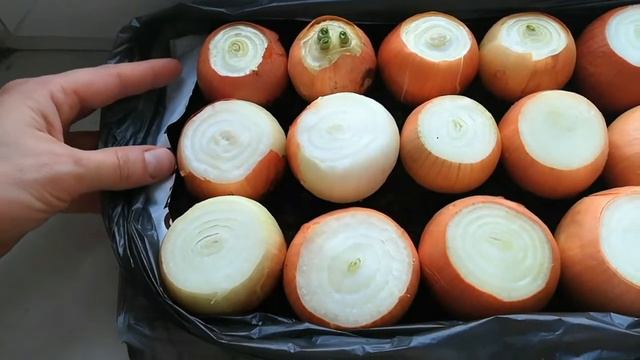 На карантине. Лук на перо на подоконнике. смотреть онлайн