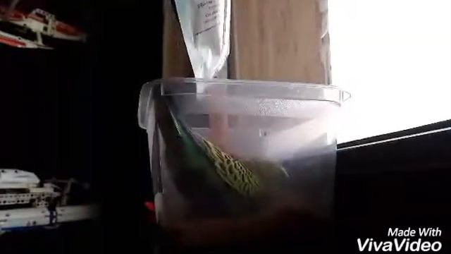 Лайфхак когда попугаю скучно. Гарри убегает! смотреть онлайн